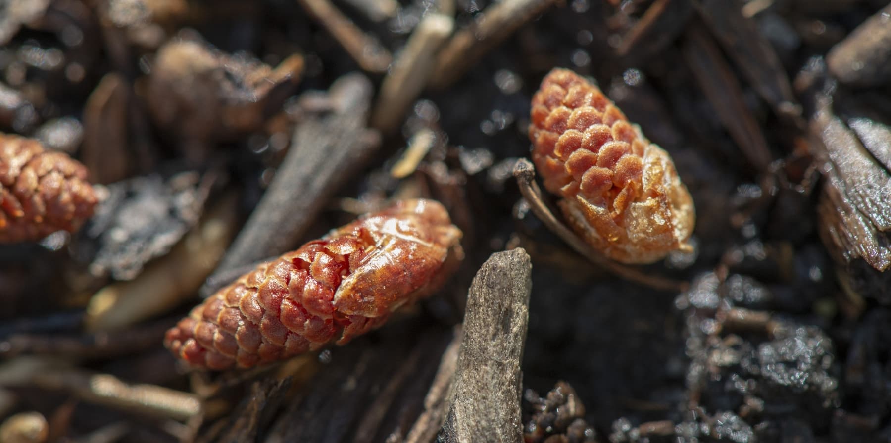 Tiny Pine Cones