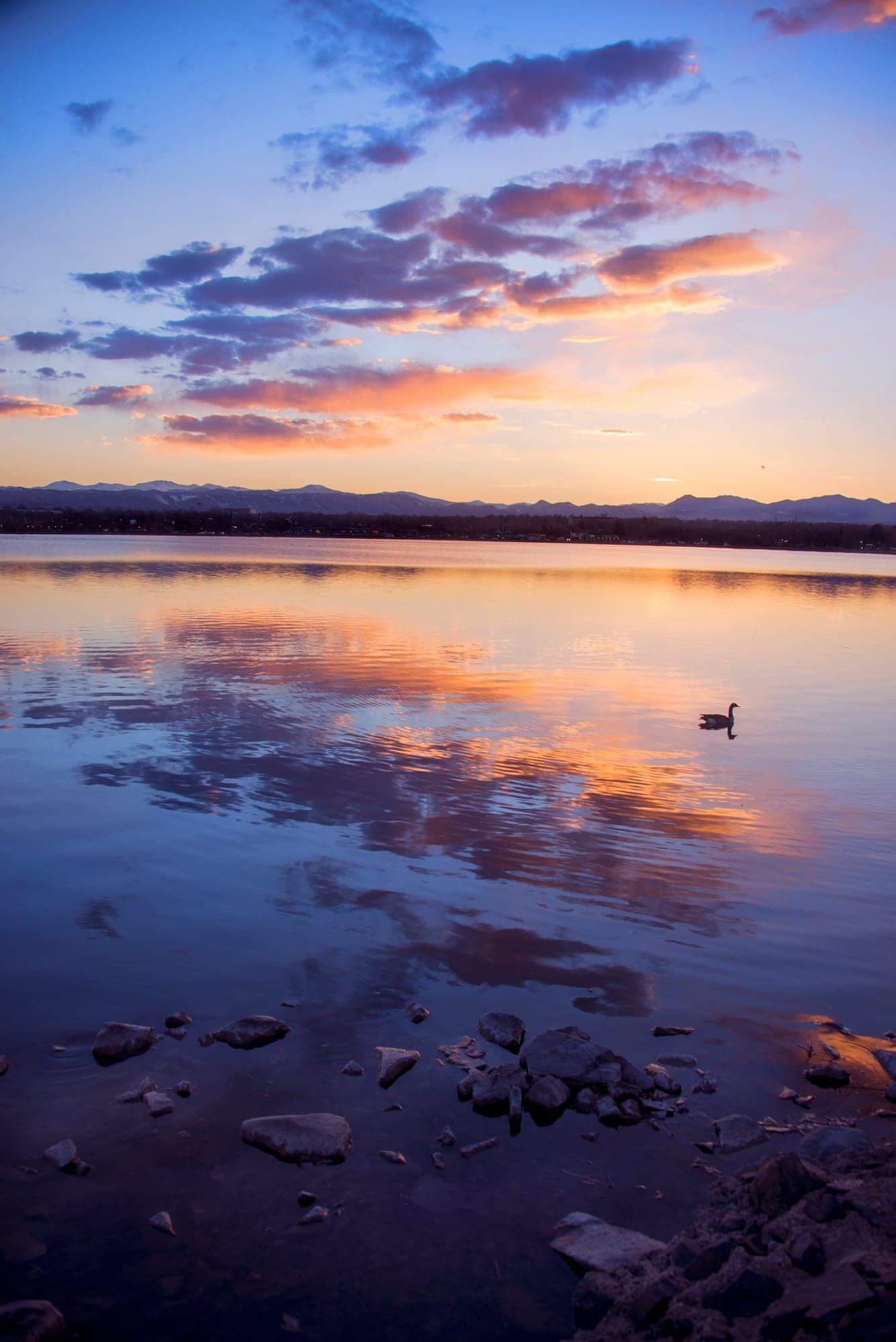 Lone Goose, Mountain Sunset