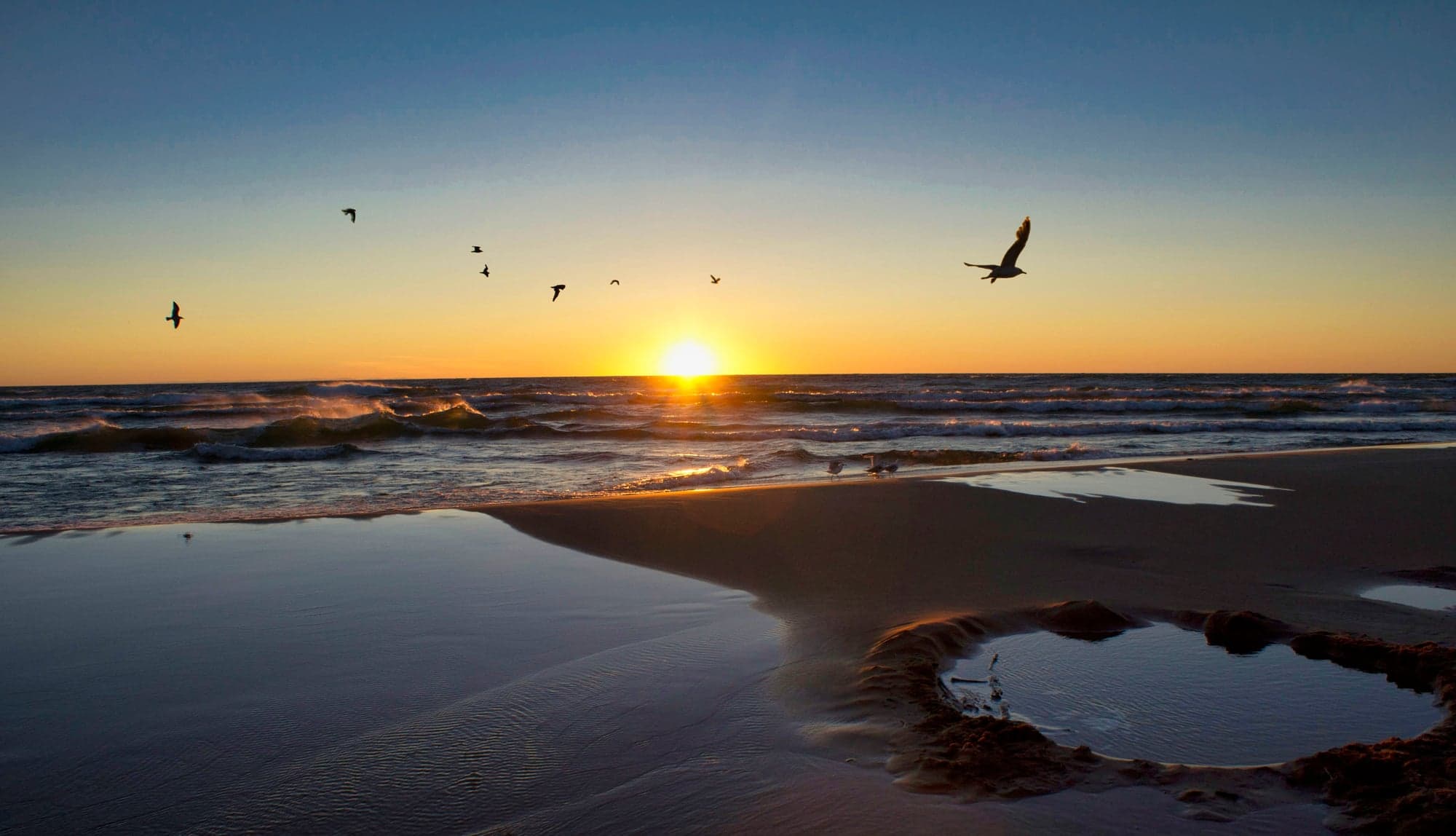 Gulls at Coastal Sunset