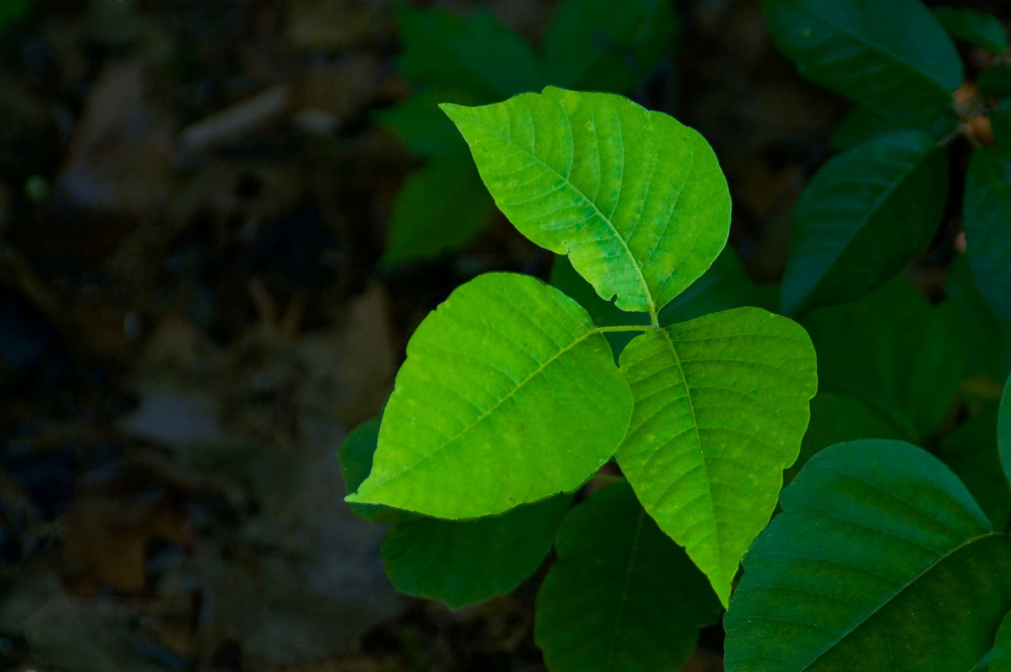 Leaves of Three