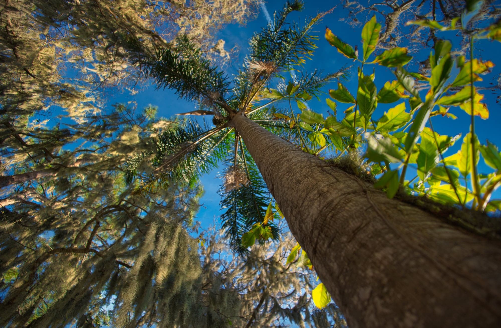 Pine, From Below