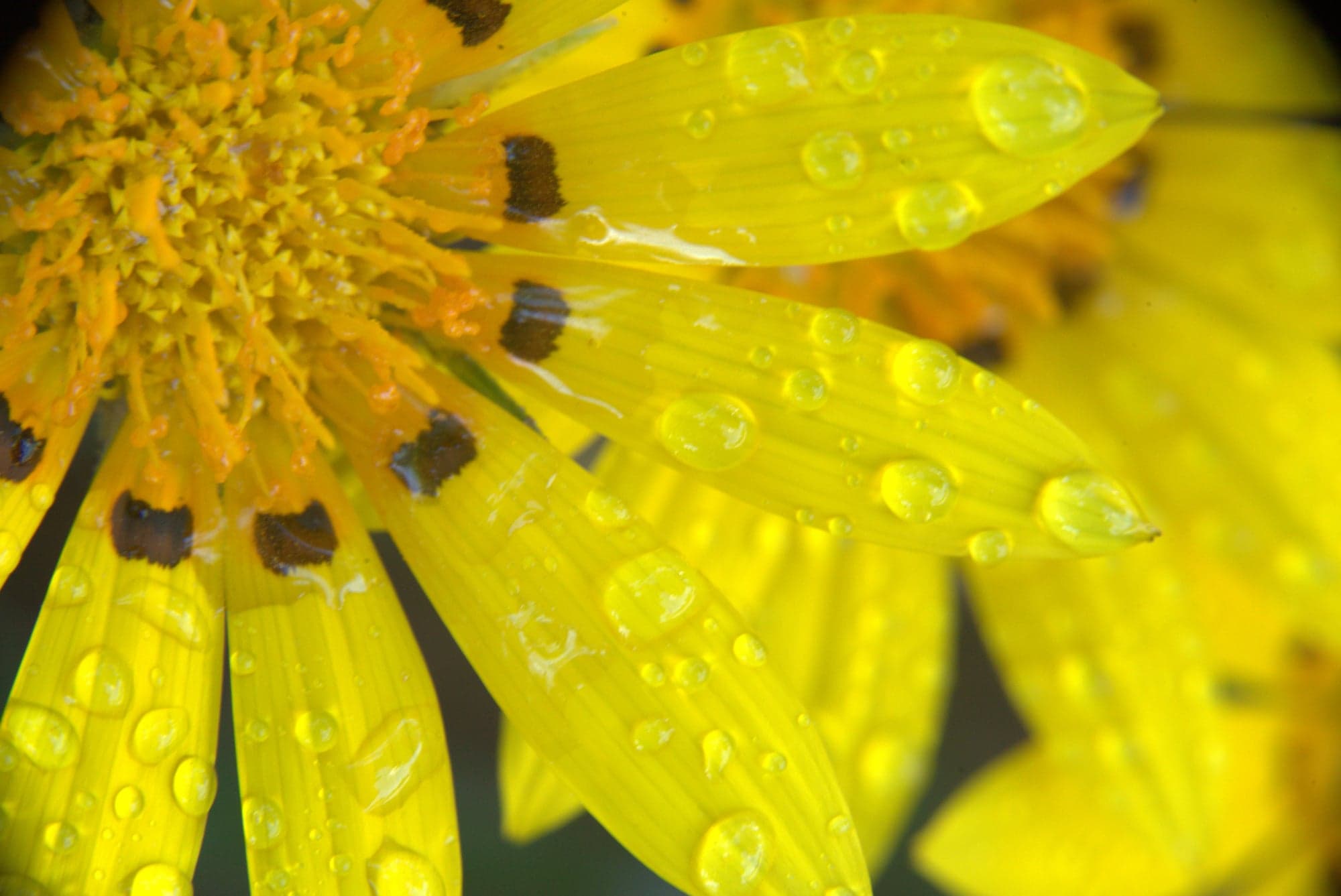 Yellow Petals, Rain-Jeweled
